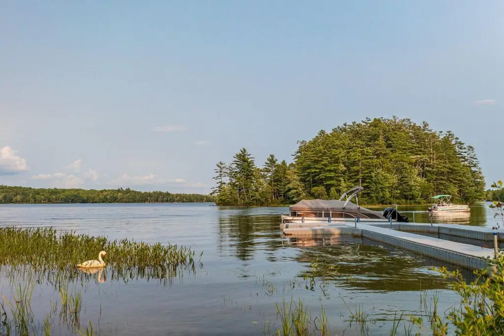 Wilson Lake view from the dock with a swan on the water